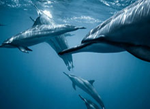 在线入口：开启数字化生活的第一步